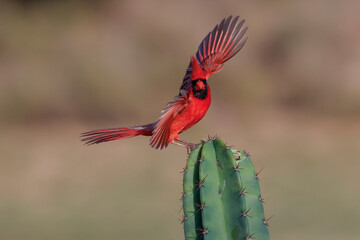 Male northern cardinal in flight, Rio Grand Valley, Texas