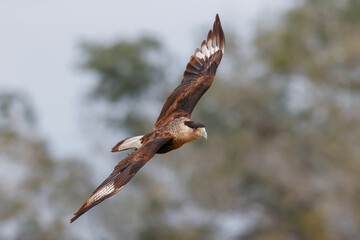 Caracara in flight, Rio Grande Valley, Texas