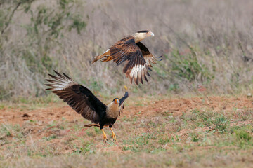 Caracara in flight, Rio Grande Valley, Texas
