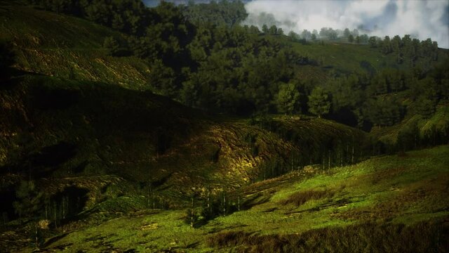 autumn forest on green rocky hills
