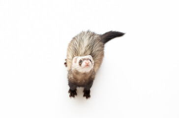 Ferret, 9 months old, looking away in front of white background