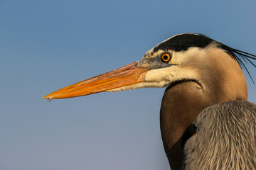 Great Blue Heron portrait details, South Padre Island, Texas