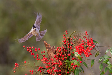 Black-crested Titmouse (Baeolophus Atricristatus) landing © Danita Delimont