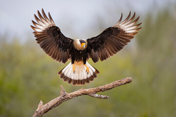 Crested Caracara landing on dead branch.