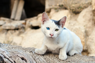 Beautiful white young cat with one blue eye and one green eye. Blurred buildings in the background....