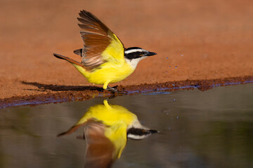Great Kiskadee (Pitangus sulphuratus) flushing