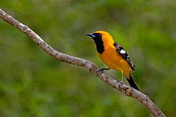 Fototapeta premium Altamira Oriole (Icterus gularis) perched in mesquite thicket