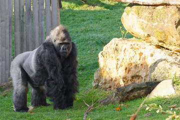 Gorille mâle qui marche vers son abri en s'appuyant sur ses mains de manière très typique . Les...