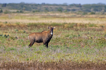 Nilgai (Boselaphus tragocamelus) male on Texas prairie