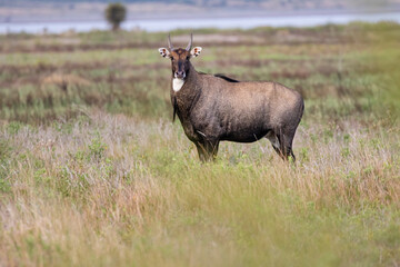 Nilgai (Baselaphus tragocamelus) antelope in Texas coastal prairie habitat