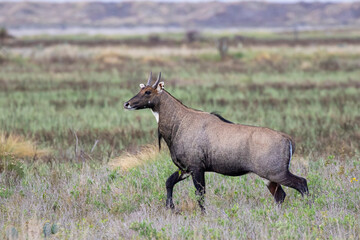 Nilgai (Boselaphus tragocamelus) bull on Texas coastal prairie