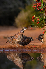 Northern Bobwhite (Colinus virginianus) covey feeding of berries
