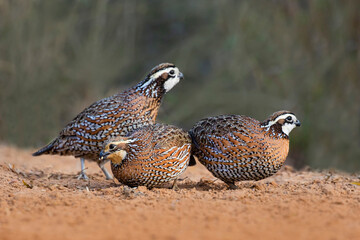 Northern Bobwhites (Colinus virginianus) scratching for seeds