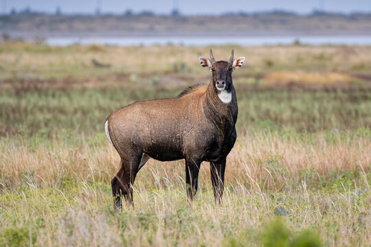 Nilgai Images – Browse 1,951 Stock Photos, Vectors, and Video | Adobe Stock Nilgai Images – Browse 1,951 Stock Photos, Vectors, and Video | Adobe Stock