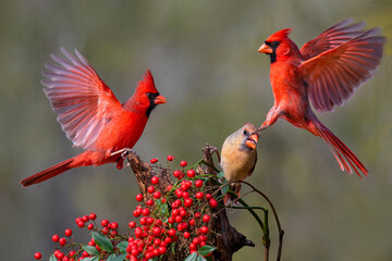 Northern Cardinals (Cardinalis cardinalis) landing