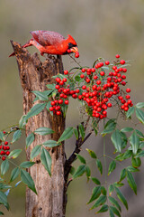 Northern Cardinal (Cardinalis cardinalis) eating berries from ornamental garden plant.
