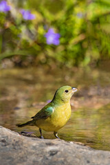 Painted Bunting (Passerina ciris) drinking