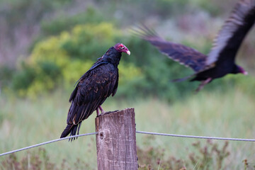 Turkey Vulture (Cathartes aura) sunning on post