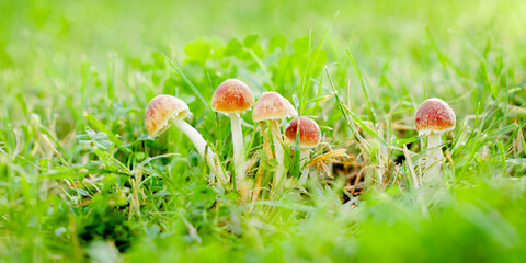 mashroom in the grass