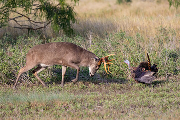 White-tailed Deer (Odocoileus virginianus) fighting wild turkey (Meleagris gallopavo)