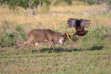 White-tailed Deer (Odocoileus virginianus) fighting wild turkey (Meleagris gallopavo)