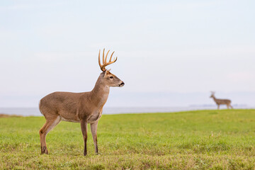 White-tailed Deer (Odocoileus virginianus) buck in meadow