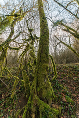 Arbres moussus à Meyriat, Ain, France