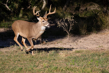 White-tailed Deer (Odocoileus virginianus) male chasing females during breeding season.