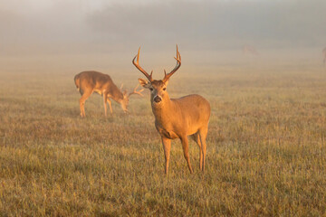 Naklejka na ściany i meble White-tailed Deer (Odocoileus virginianus) buck feeding in foggy meadow at sunrise