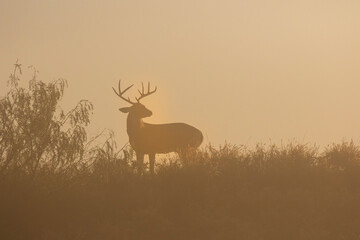 White-tailed Deer (Odocoileus virginianus) silhouetted on hill