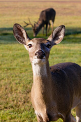 White-tailed Deer (Odocoileus virginianus) buck smelling breeding doe's bed