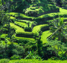 Landscape of sunny day with green rice terraces near Tegallalang village, Bali, Indonesia. Spectacular rice fields. Garden with tall palm trees. Romantic relax place.