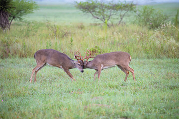 White-tailed Deer (Odocoileus virginianus) bucks fighting