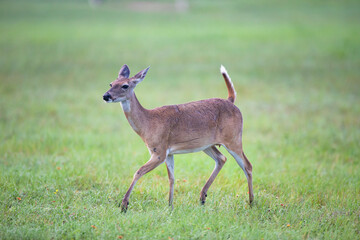 Naklejka na ściany i meble White-tailed Deer (Odocoileus virginianus) doe prancing
