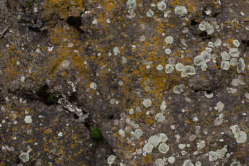 Nature background. Moss, fungus on stone closeup