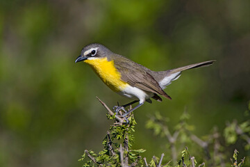 Yellow-breasted Chat (Icteria virens) songbird in brushy habitat