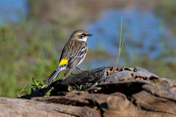 Yellow-rumped Warbler (Dendroica coronata) male perched on stump
