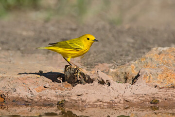 Yellow Warbler (Dendroica petechia) male by pond
