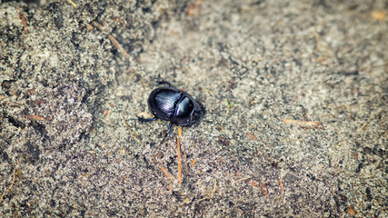 Earth boring dung beetle on the ground