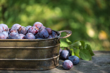 Nahaufnahme saftige, frische blaue Pflaumen aus dem Garten