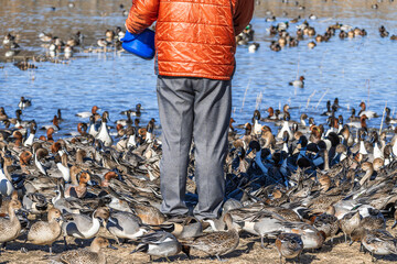 Obraz premium 餌をあげる人に群がるカモ