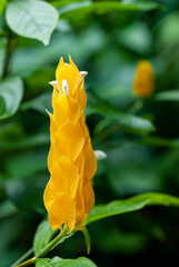 Pachystachys lutea flower, otherwise known as a Golden Shrimp Plant or Lollipop Plant