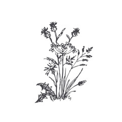 Meadow herbs. Vector illustration. Eco sketch.