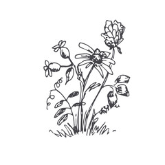 Meadow herbs. Vector illustration. Eco sketch.