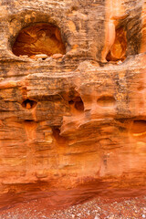 USA, Utah. Capitol Reef National Park, Numerous small openings called waterpockets are visible in the sandstone walls of Grand Wash.