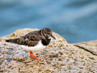 Turnstone At The Harbour
