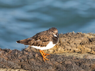Turnstone At The Harbour
