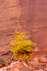 USA, Utah. Grand Staircase Escalante National Monument, Autumn colored box elder growing on sandstone cliff in Long Canyon.