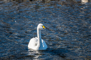 水辺で眠るハクチョウ　安曇野市