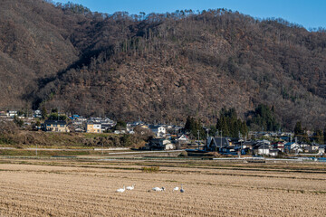 田んぼで餌を食べる白鳥